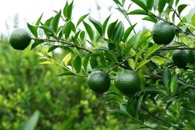 专注新会小青柑普茶,倡导有品生活的挚调,成功制胜海外市场